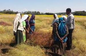 Scientists unlock secrets of Ethiopia’s superfood in race to save it from warming climate Scientists unlock secrets of Ethiopias superfood in race to save it from warming climate