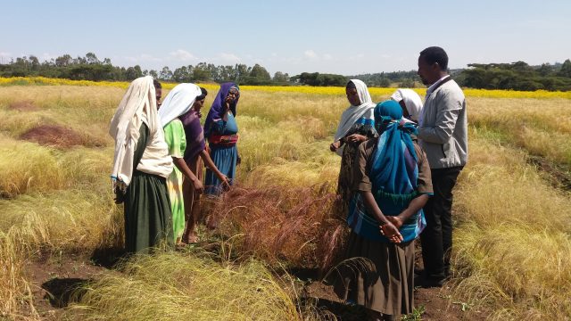 Scientists unlock secrets of Ethiopias superfood in race to save it from warming climate
