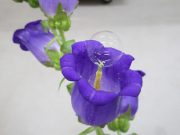 Soap bubbles pollinated a pear orchard without damaging delicate flowers