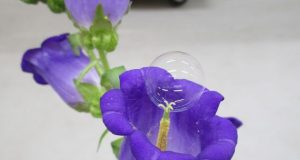 Soap bubbles pollinated a pear orchard without damaging delicate flowers