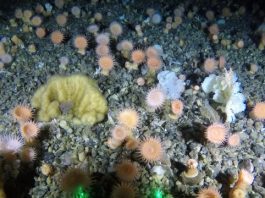 Soft coral garden discovered in Greenlands deep sea