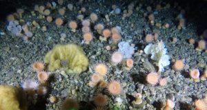 Soft coral garden discovered in Greenlands deep sea
