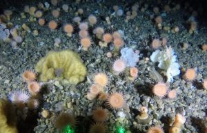 Soft coral garden discovered in Greenland’s deep sea Soft coral garden discovered in Greenlands deep sea