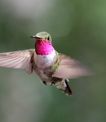 Spectacular bird’s-eye view? Hummingbirds see diverse colors humans can only imagine Spectacular birds eye view