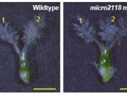 Study finds dark matter DNA is vital for rice reproduction