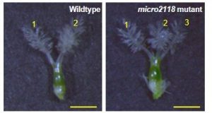 Study finds dark matter DNA is vital for rice reproduction