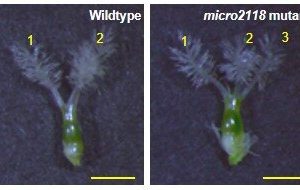 Study finds ‘dark matter’ DNA is vital for rice reproduction Study finds dark matter DNA is vital for rice reproduction