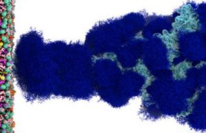 Sugar coating locks and loads coronavirus for infection Sugar coating locks and loads coronavirus for infection