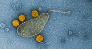 The most common organism in the oceans harbors a virus in its DNA