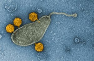 The most common organism in the oceans harbors a virus in its DNA The most common organism in the oceans harbors a virus in its DNA