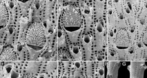 The most popular textbook example of punctuated evolution debunked