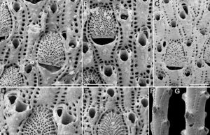 The most popular textbook example of punctuated evolution debunked The most popular textbook example of punctuated evolution debunked