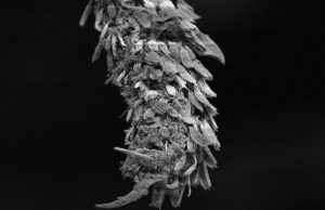 Volcanic glass spray shows promise in controlling mosquitoes Volcanic glass spray shows promise in controlling mosquitoes