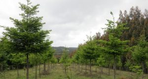 When planting trees threatens the forest
