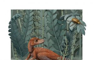 A tiny ancient relative of dinosaurs and pterosaurs discovered A tiny ancient relative of dinosaurs and pterosaurs discovered