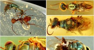 Amber fossils unlock true color of 99 million year old insects