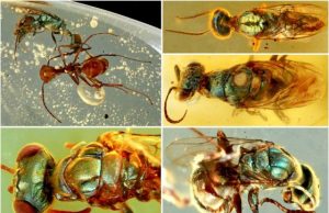 Amber fossils unlock true color of 99-million-year-old insects Amber fossils unlock true color of 99 million year old insects