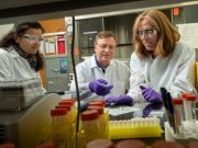 Archaeologists use tooth enamel protein to show sex of human remains