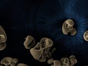 Bacteria with a metal diet discovered in dirty glassware
