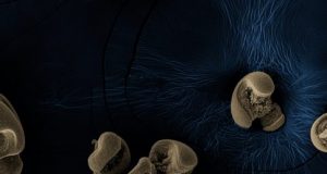 Bacteria with a metal diet discovered in dirty glassware