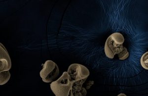 Bacteria with a metal diet discovered in dirty glassware