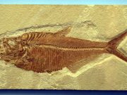 Biosignatures may reveal a wealth of new data locked inside old fossils