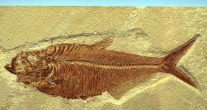 Biosignatures may reveal a wealth of new data locked inside old fossils