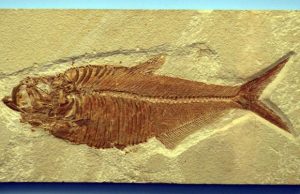 Biosignatures may reveal a wealth of new data locked inside old fossils