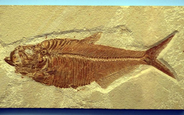 Biosignatures may reveal a wealth of new data locked inside old fossils