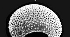 By 2025 carbon dioxide levels in Earths atmosphere will be higher than at any time in the last 3.3 million years