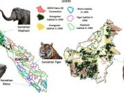 Certified sustainable palm oil fields endanger mammal habitats and biodiverse tropical forests over 30 years