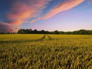 Changes in farming urgent to rescue biodiversity scientists say