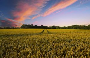 Changes in farming urgent to rescue biodiversity scientists say