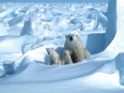 Climate change on track to wipe out polar bears by 2100