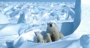 Climate change on track to wipe out polar bears by 2100