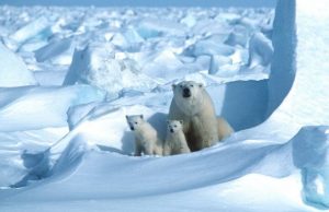 Climate change on track to wipe out polar bears by 2100