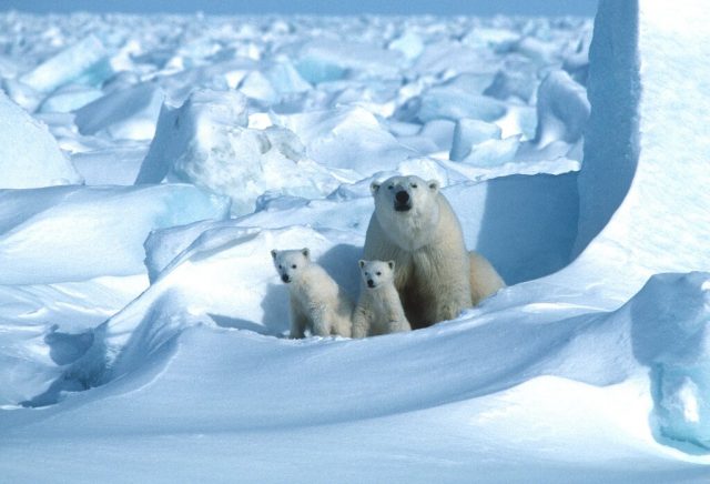 Climate change on track to wipe out polar bears by 2100