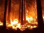 Climate scientists increasingly ignore ecological role of Indigenous peoples
