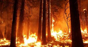 Climate scientists increasingly ignore ecological role of Indigenous peoples