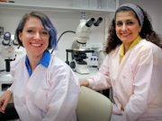 Converting female mosquitoes to non biting males with implications for mosquito control