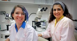 Converting female mosquitoes to non biting males with implications for mosquito control