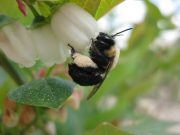Decline of bees other pollinators threatens US crop yields