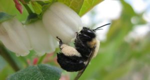Decline of bees other pollinators threatens US crop yields
