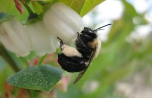 Decline of bees other pollinators threatens US crop yields