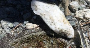Desert mosses use quartz rocks as sun shades