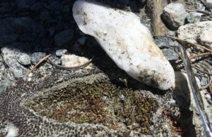 Desert mosses use quartz rocks as sun shades