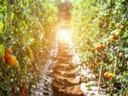 Detection of electrical signaling between tomato plants raises interesting questions