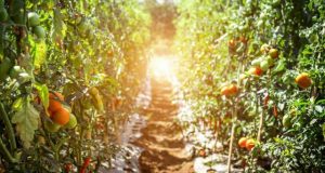 Detection of electrical signaling between tomato plants raises interesting questions