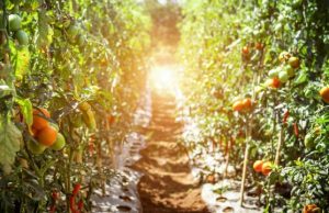 Detection of electrical signaling between tomato plants raises interesting questions