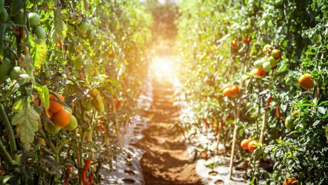 Detection of electrical signaling between tomato plants raises interesting questions
